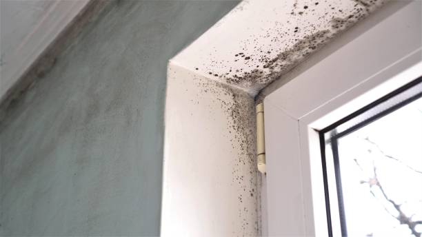 Professional Mold Inspection, Removal & Remediation in Ravenna, OH